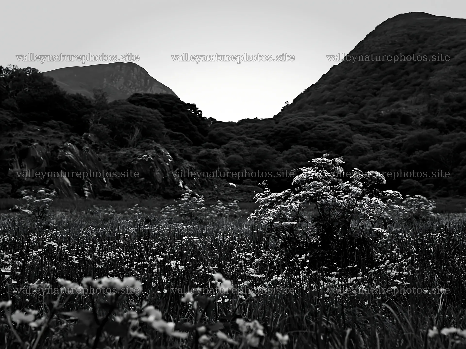 Star-filled meadow at dusk surrounded by hills and flowers – nature photography 9174x6866