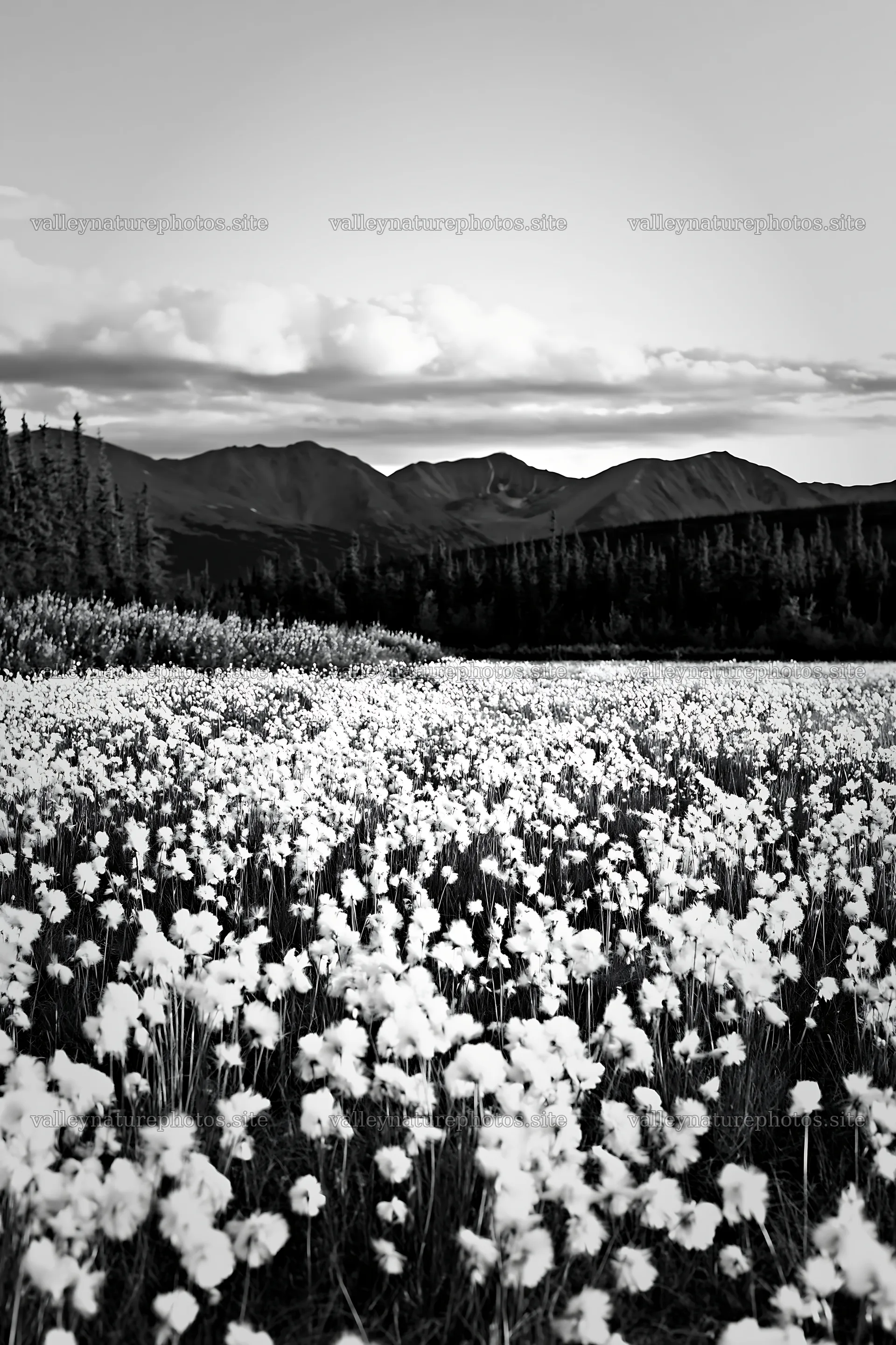 Cottongrass meadow glow under a clear sky – nature photography 6480x9722