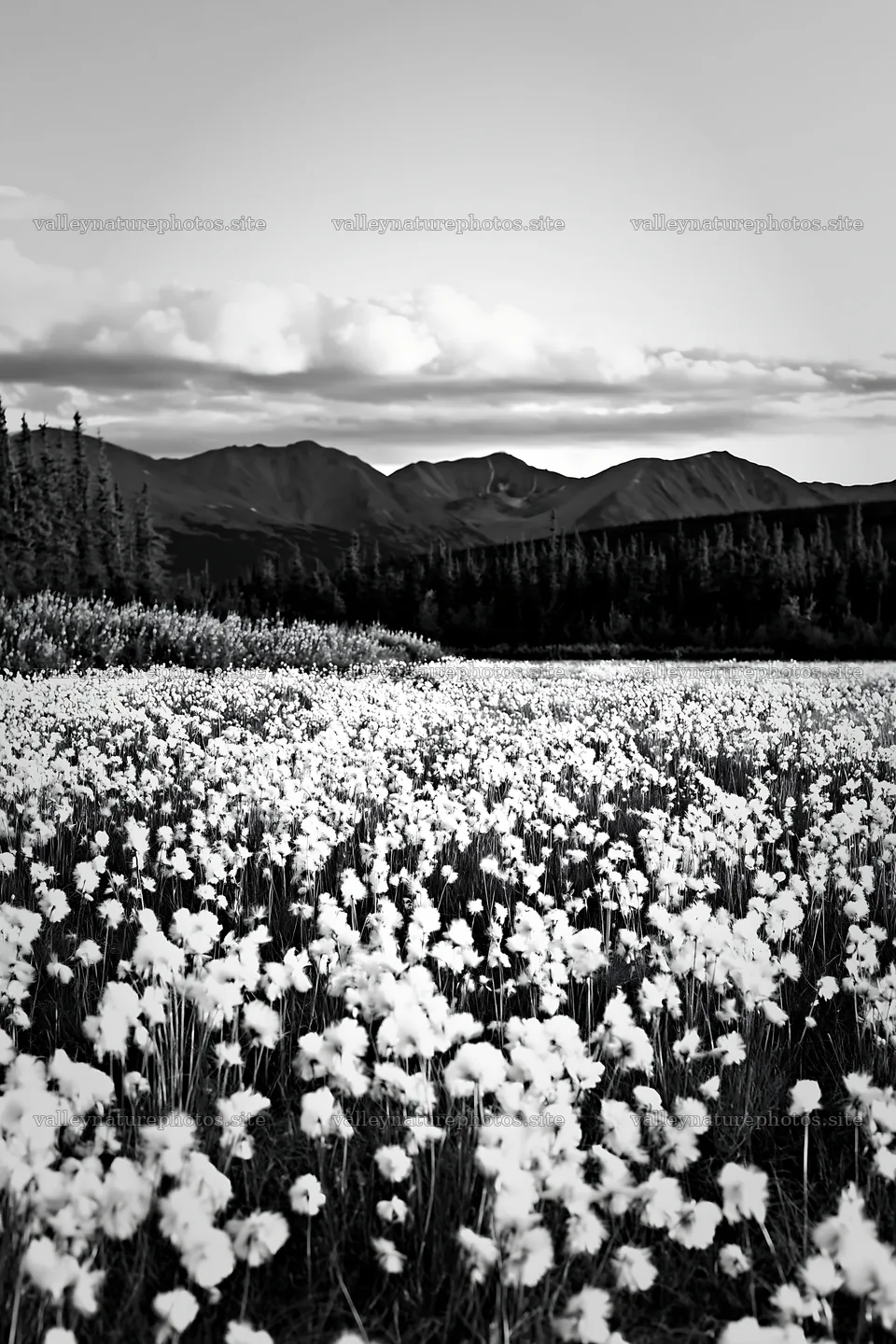 Cottongrass meadow glow under a clear sky – nature photography 6480x9722