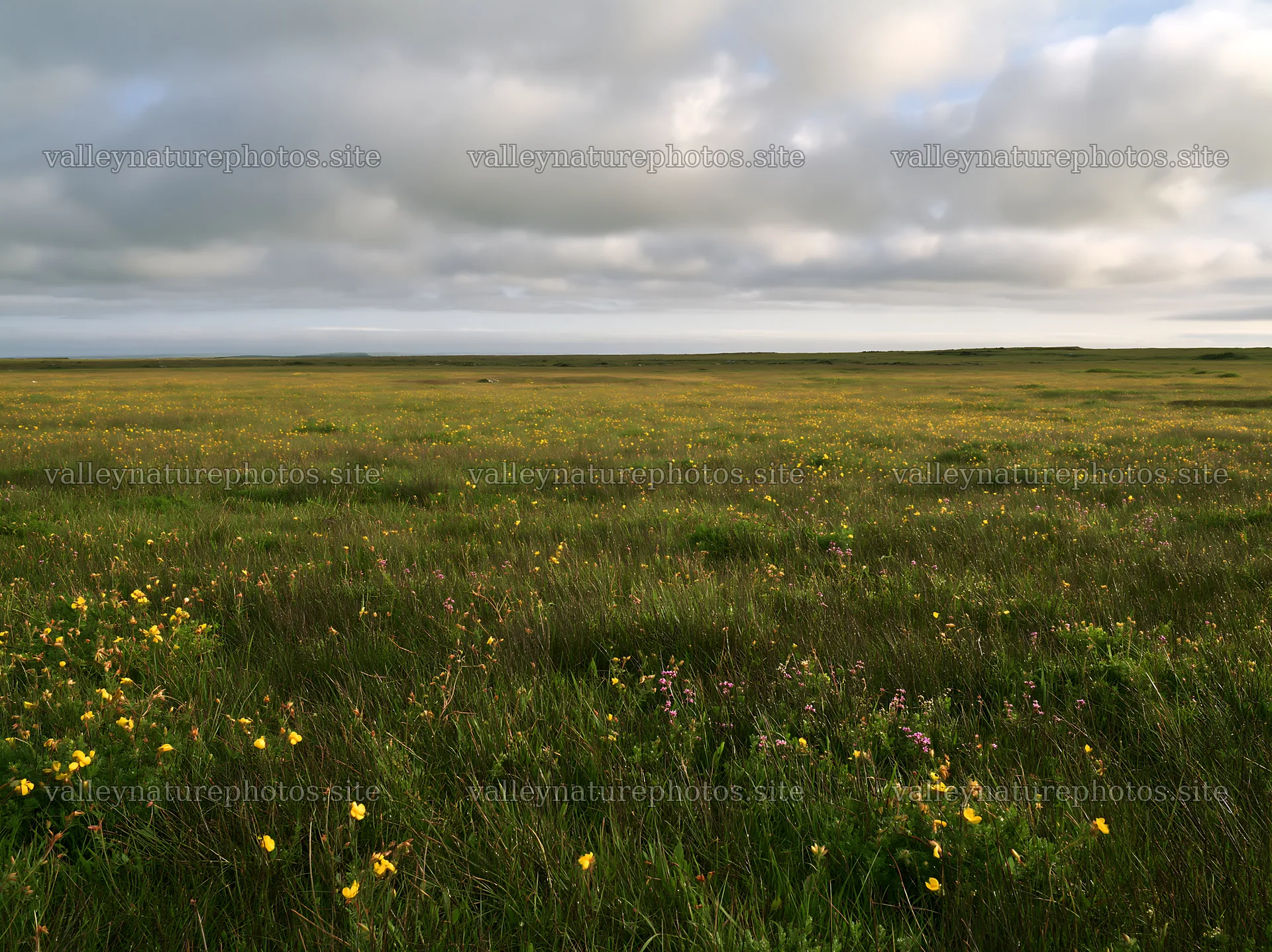 Cloudy calcareous grassland meadow with flowers – nature photography 9174x6866