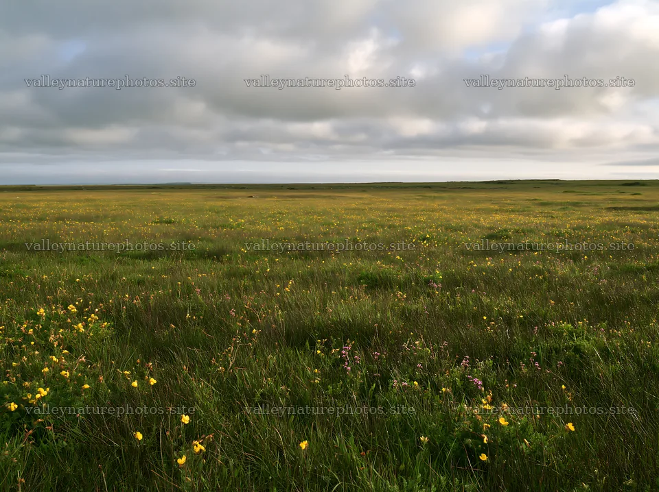 Cloudy calcareous grassland meadow with flowers – nature photography 9174x6866