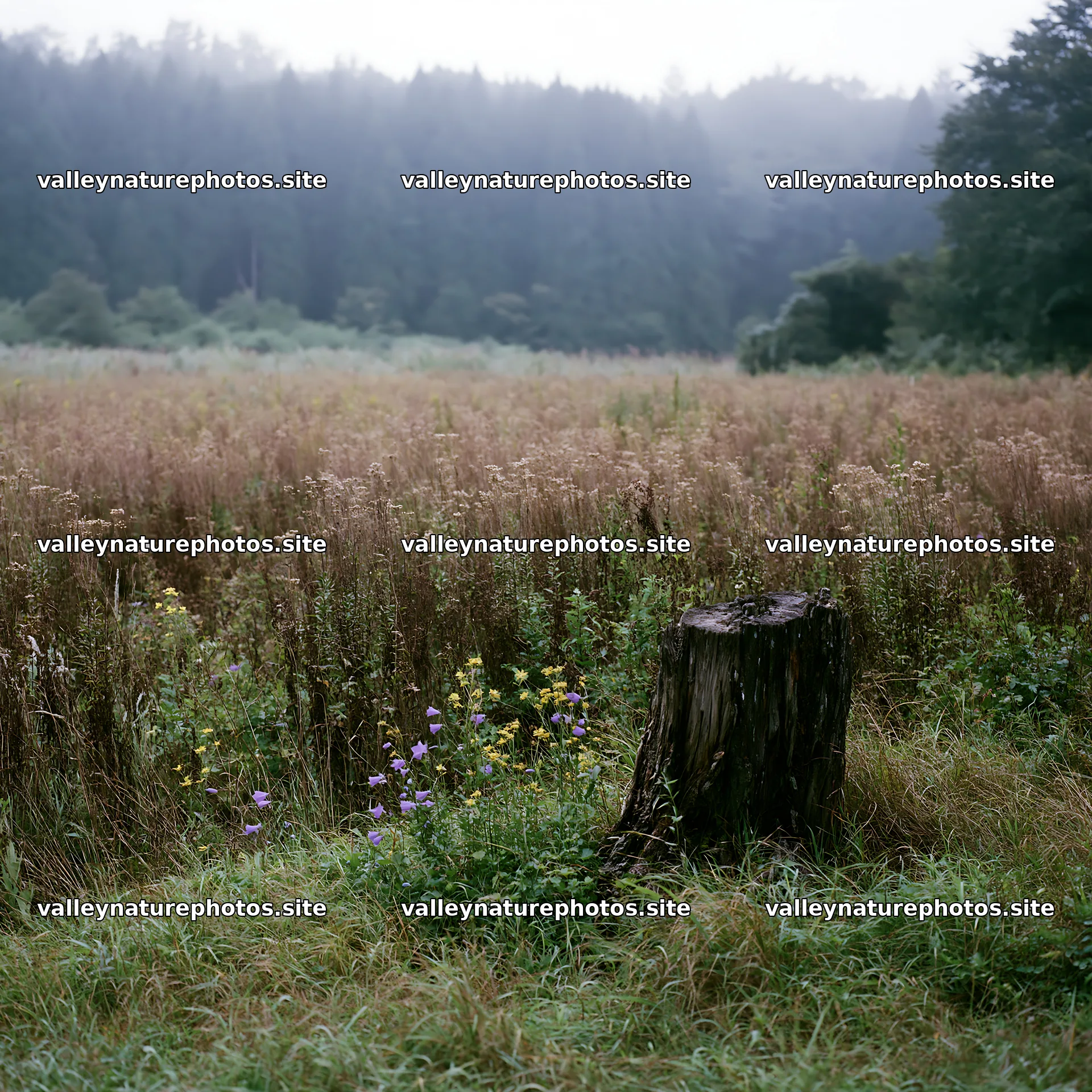 Fukushima native meadow with weathered stump – nature photography 7938x7938