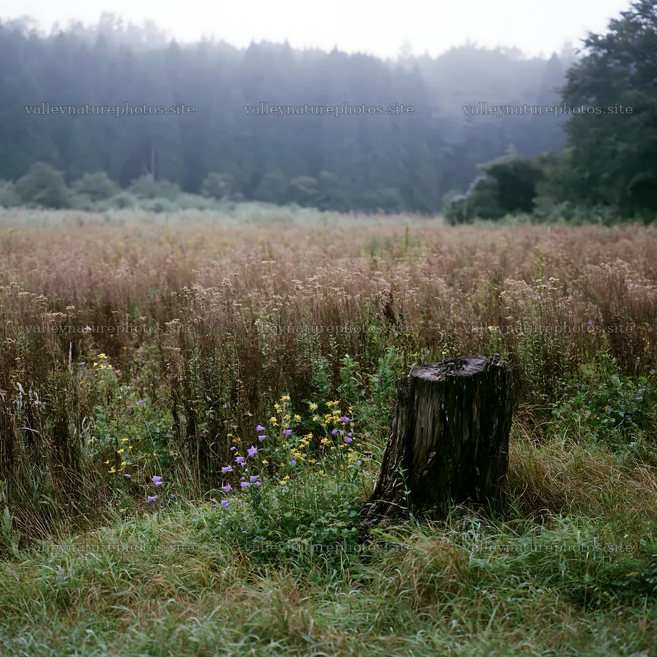 Fukushima native meadow with weathered stump – nature photography 7938x7938