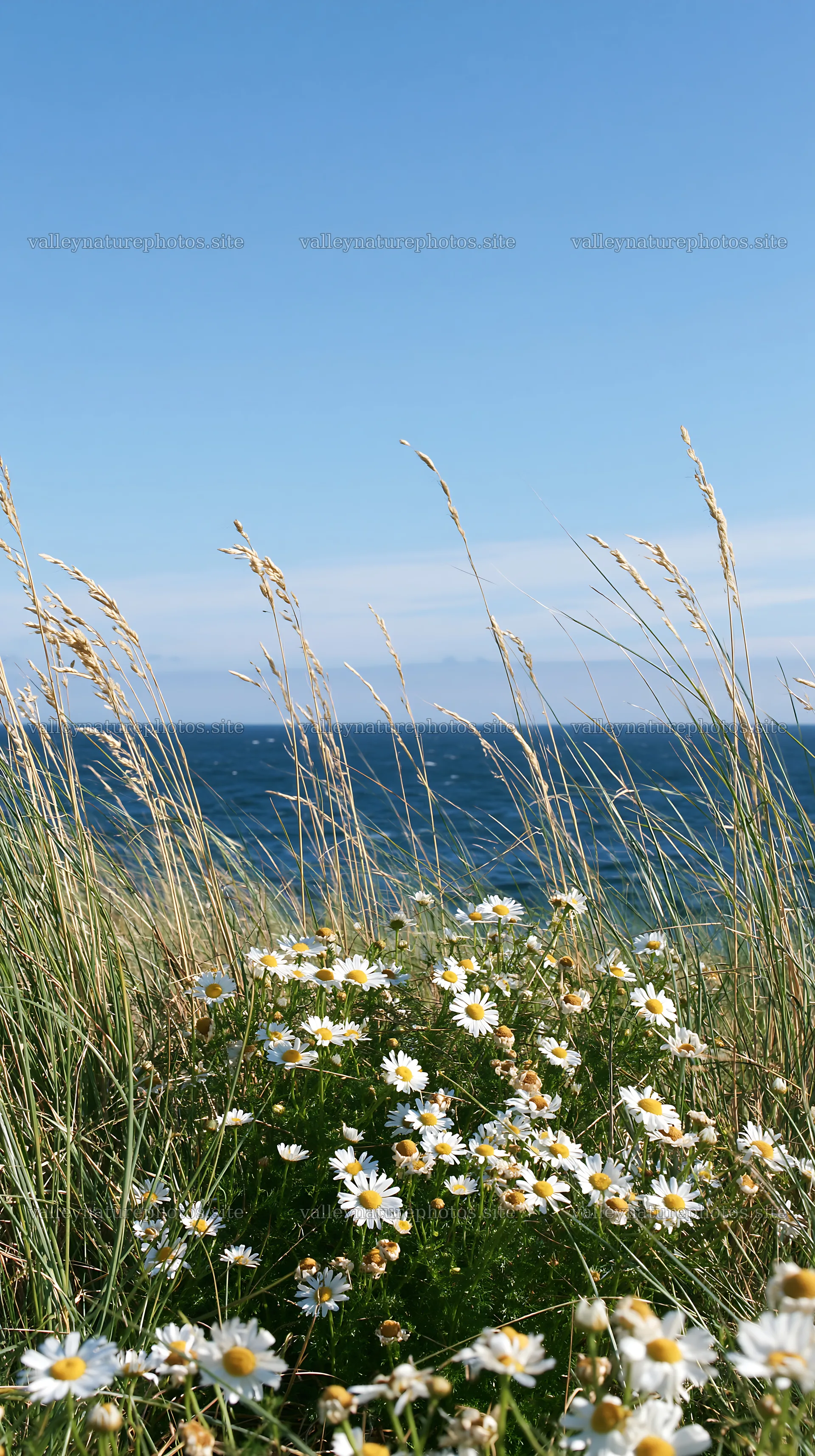 Chamomile meadow for wellness campaign – nature photography 5938x10608