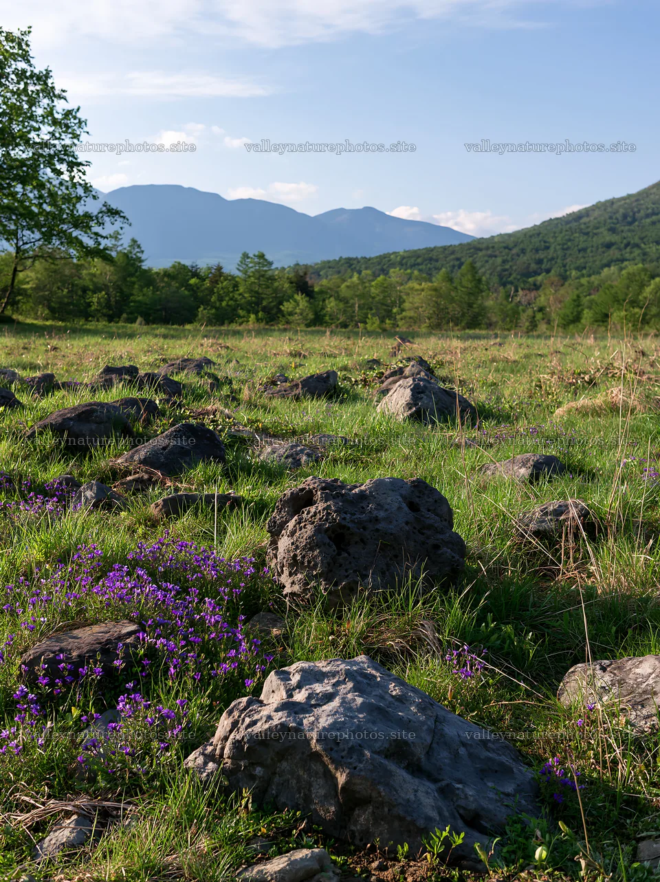 Yamanashi regenerative meadow with basalt stones under blue sky – nature photography 6866x9174