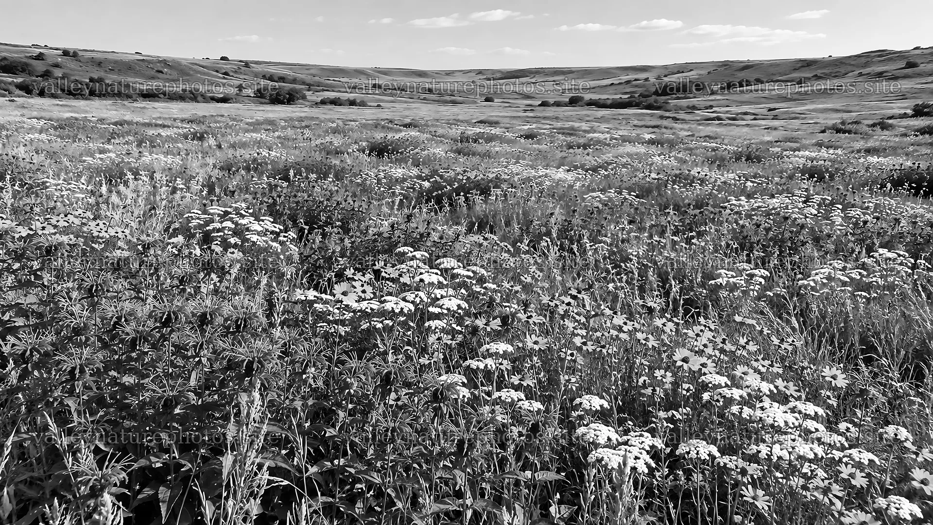 Black and White Wildflower Meadow Landscape – nature photography 10324x5812