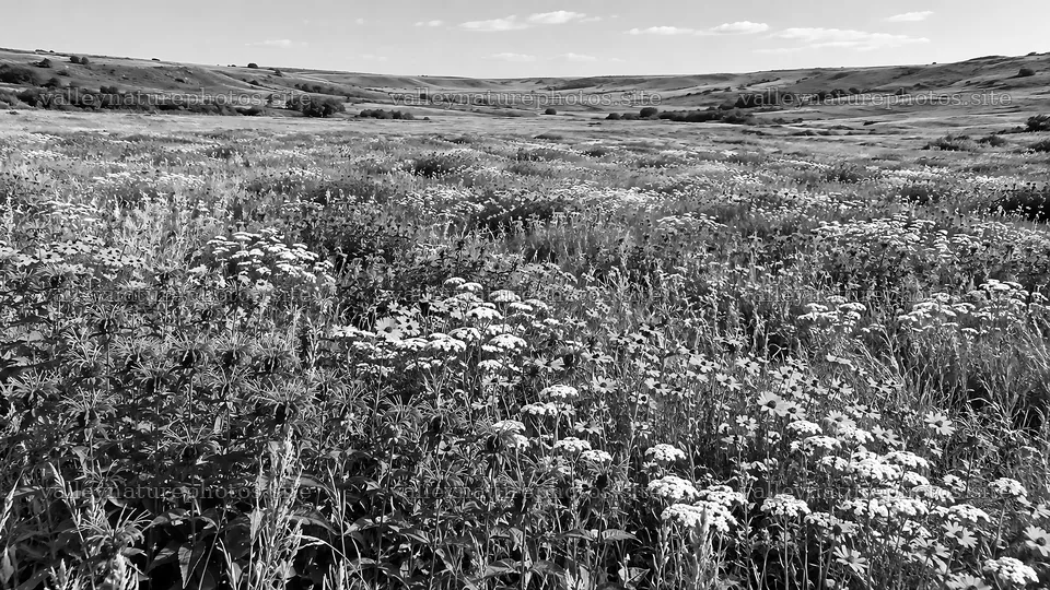 Black and White Wildflower Meadow Landscape – nature photography 10324x5812