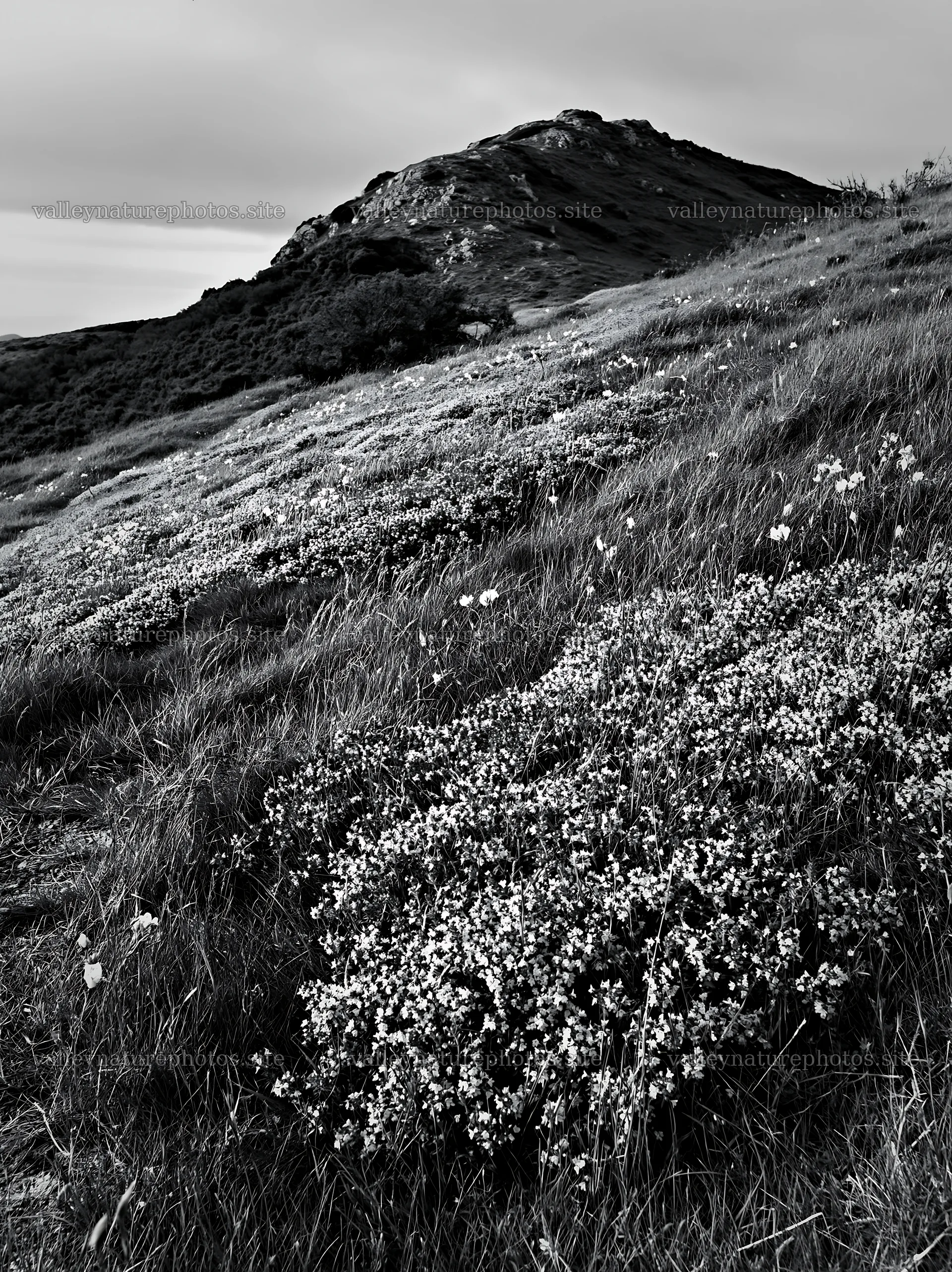 Cloudy wild thyme meadow on a hillside with a mountain backdrop – nature photography 6866x9174