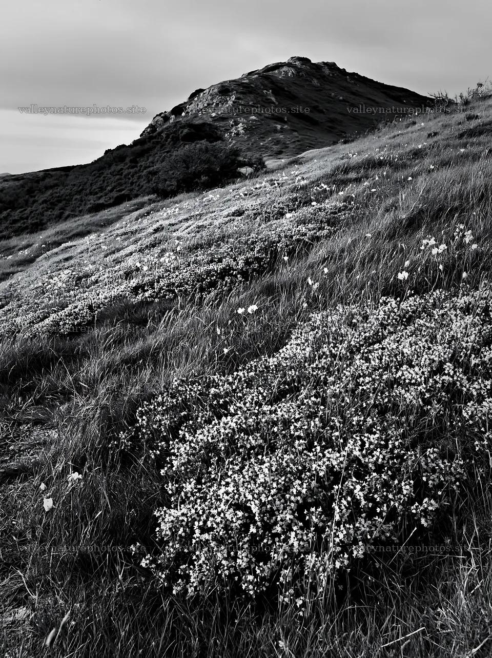 Cloudy wild thyme meadow on a hillside with a mountain backdrop – nature photography 6866x9174