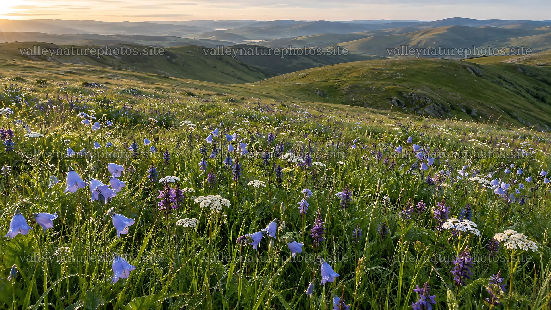 Wildflower Meadow Across Rolling Hills at Dawn – nature photography 10324x5812