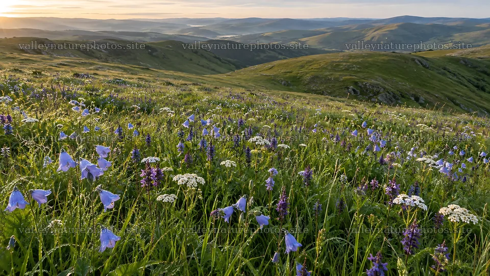 Wildflower Meadow Across Rolling Hills at Dawn – nature photography 10324x5812