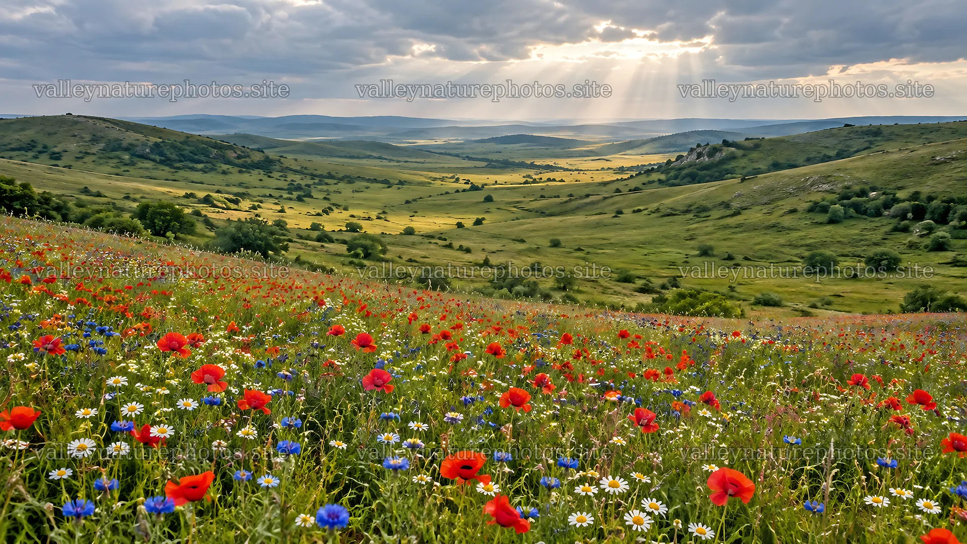 Wildflowers Across a Sunlit Green Valley – nature photography 10324x5812