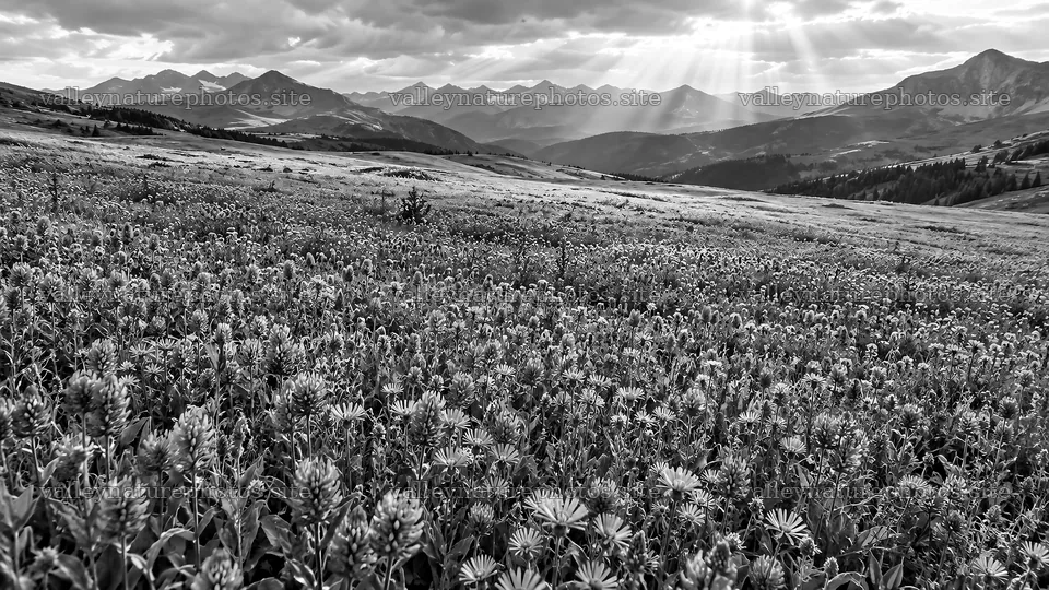 Monochrome Mountain Range Above a Wildflower Meadow – nature photography 10324x5812