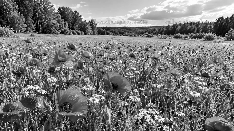 Wildflower Meadow at a Forest Edge in Monochrome – nature photography 10324x5812
