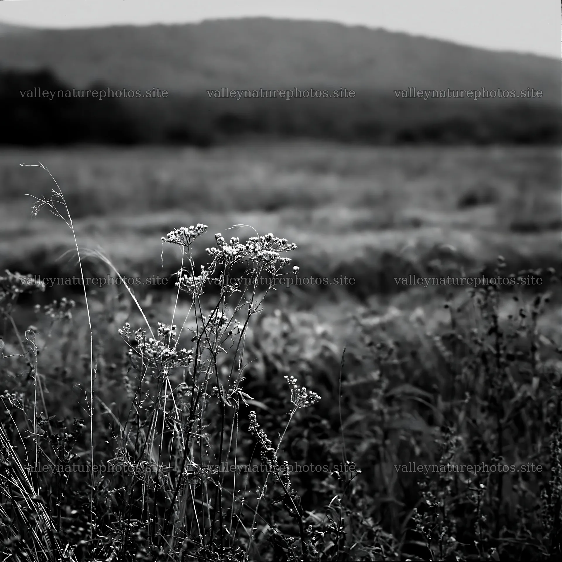 Meadow seedheads in Iwate after rain – nature photography 7938x7938