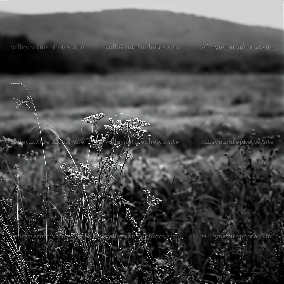 Meadow seedheads in Iwate after rain – nature photography 7938x7938