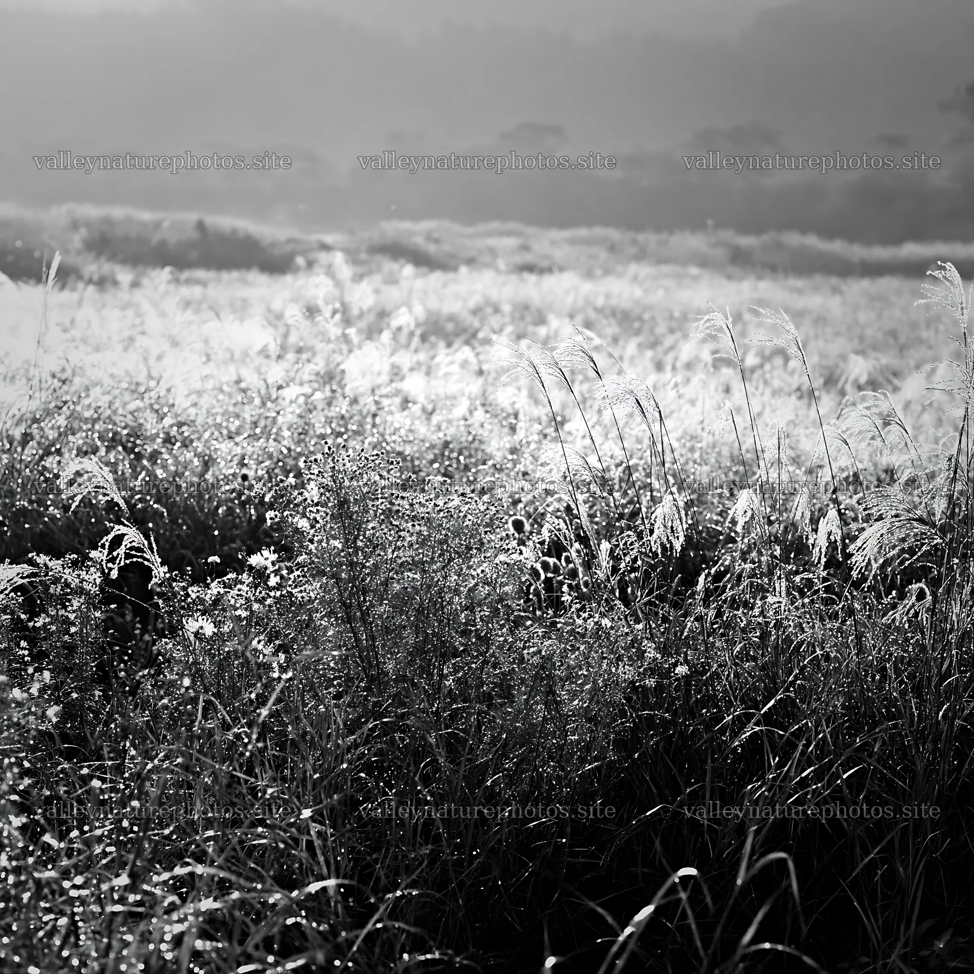 Fukui native grass meadow rain droplets enhance the view – nature photography 7938x7938