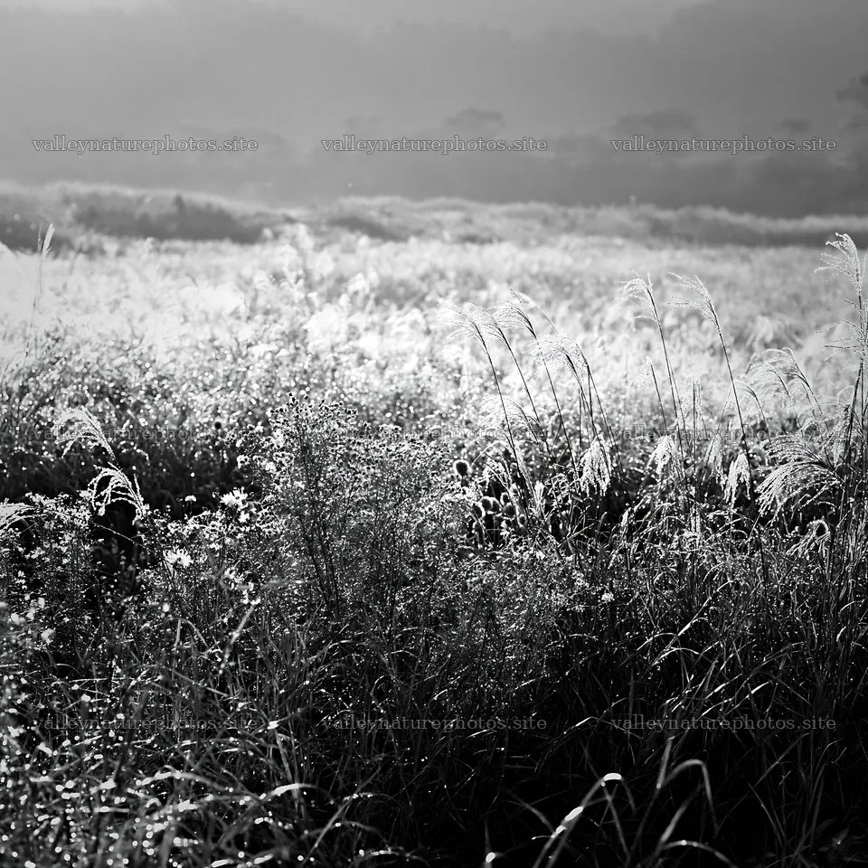 Fukui native grass meadow rain droplets enhance the view – nature photography 7938x7938