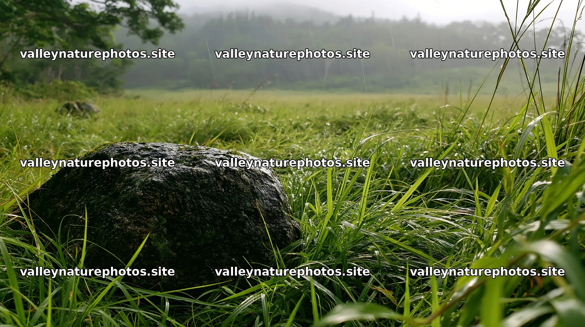Aomori climate resilient meadow with boulder in grassy field – nature photography 10608x5938