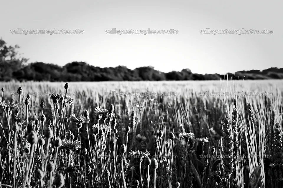 Cornflower meadow website header image – nature photography 9722x6480