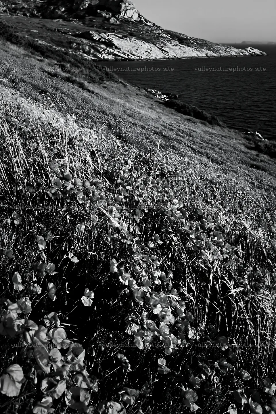 Italian meadow along rocky coast with colorful flowers – nature photography 6480x9722