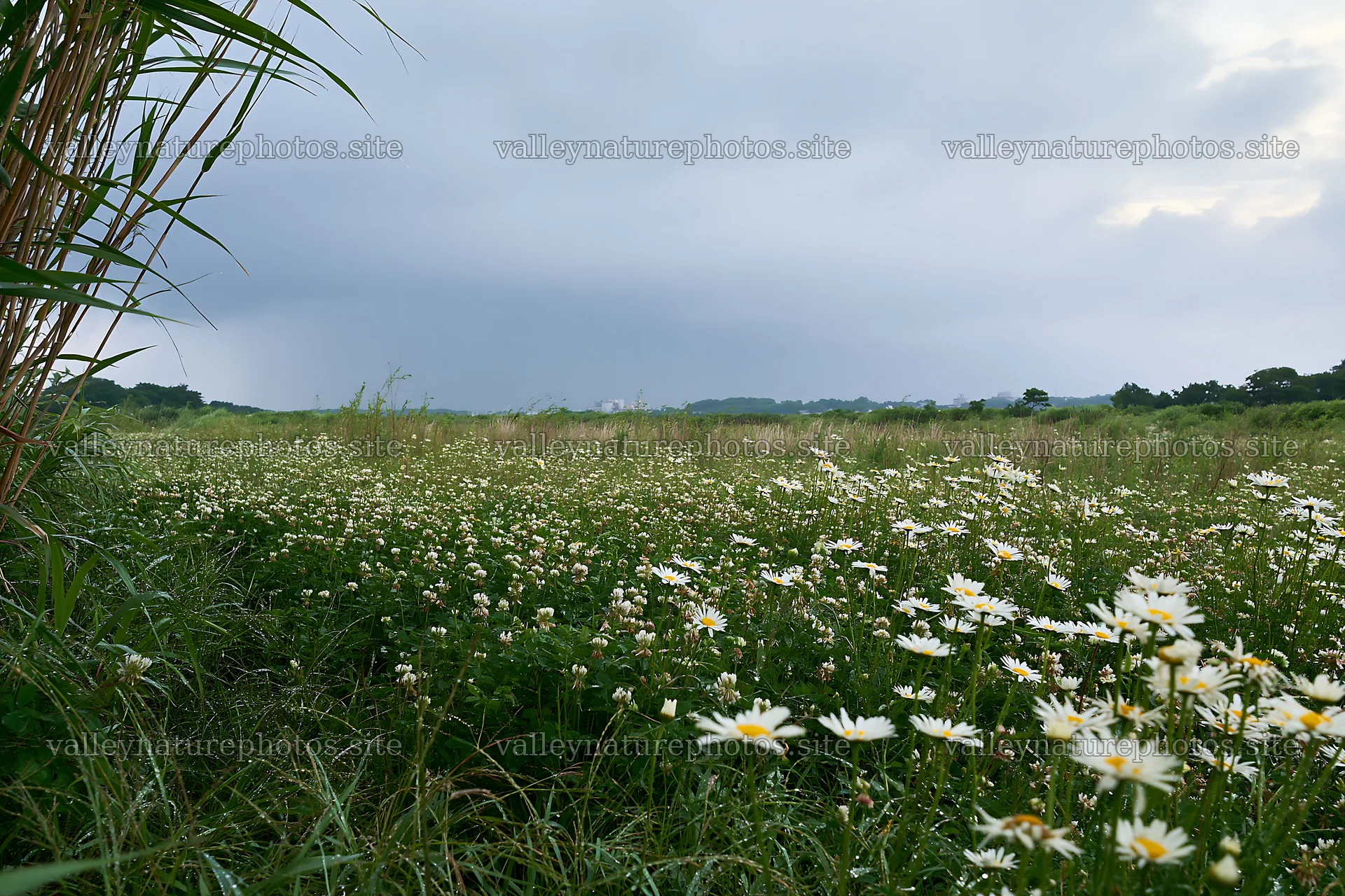 Saga floodplain meadow with reed foreground under cloudy skies – nature photography 9722x6480