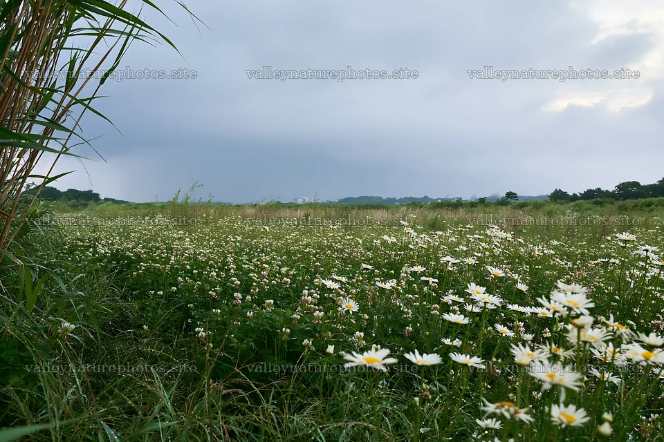 Saga floodplain meadow with reed foreground under cloudy skies – nature photography 9722x6480