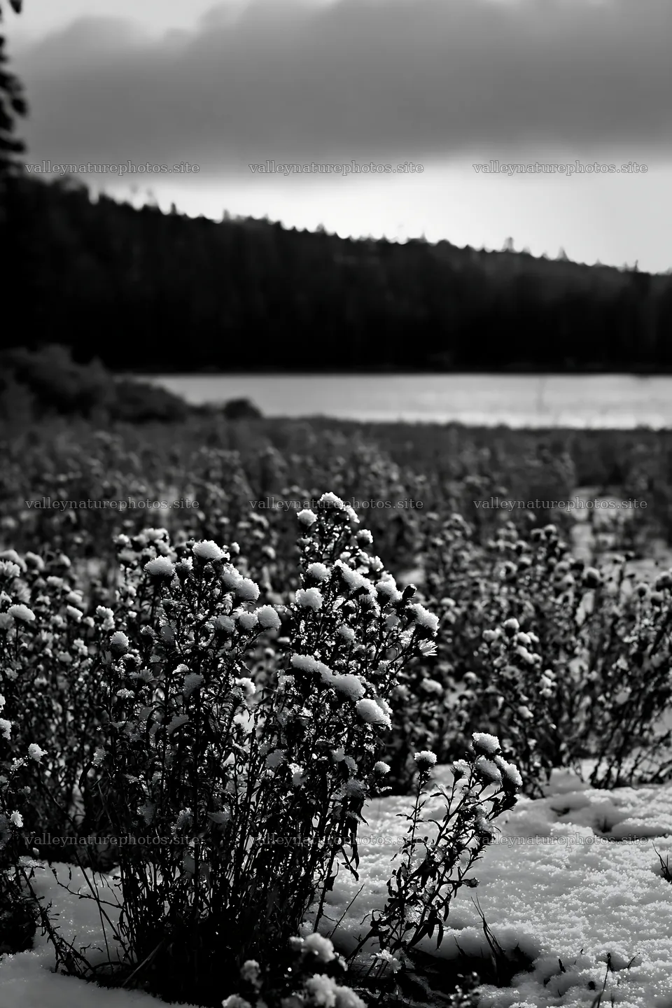 Snowy flowers by lakeside in winter landscape – nature photography 6480x9722