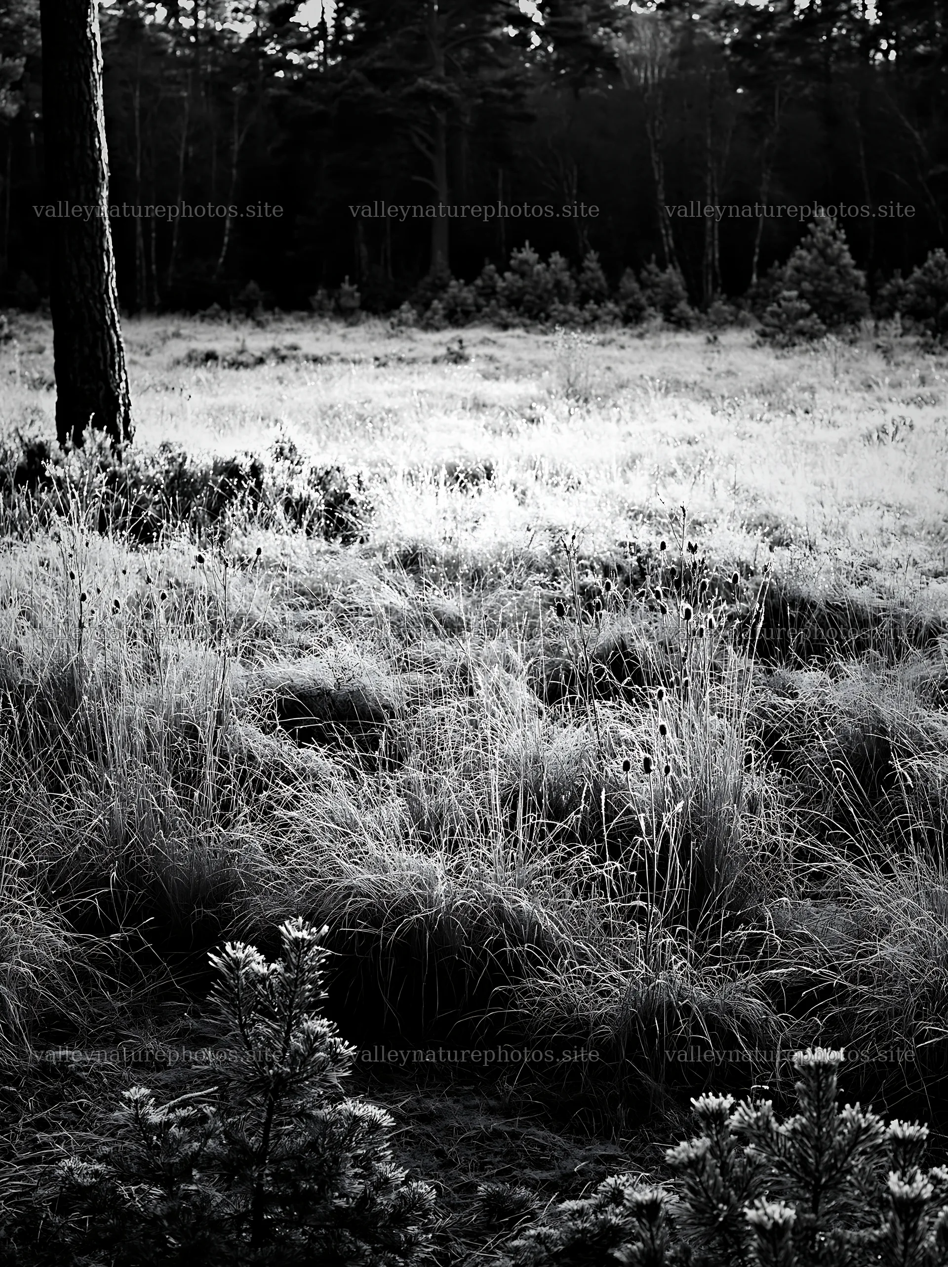Pine forest meadow with grass and low vegetation – nature photography 6866x9174