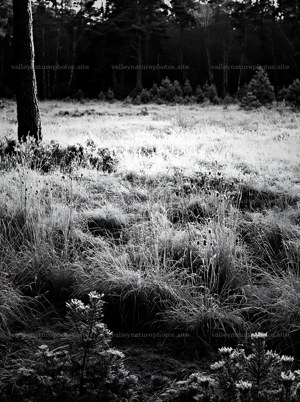 Pine forest meadow with grass and low vegetation – nature photography 6866x9174