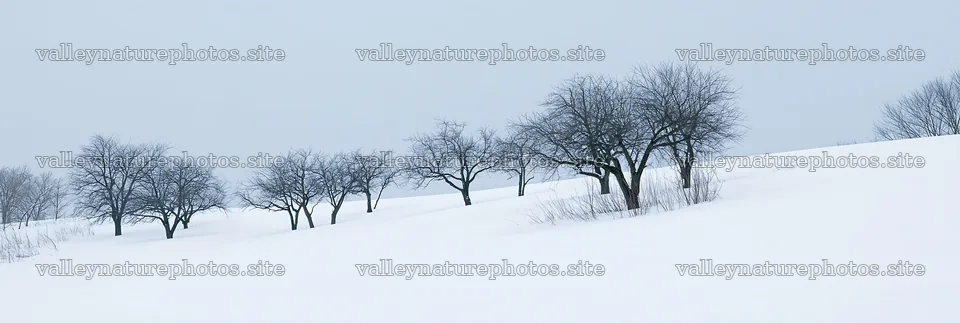 Hillside apple meadow covered in snow during winter – nature photography 13690x4602