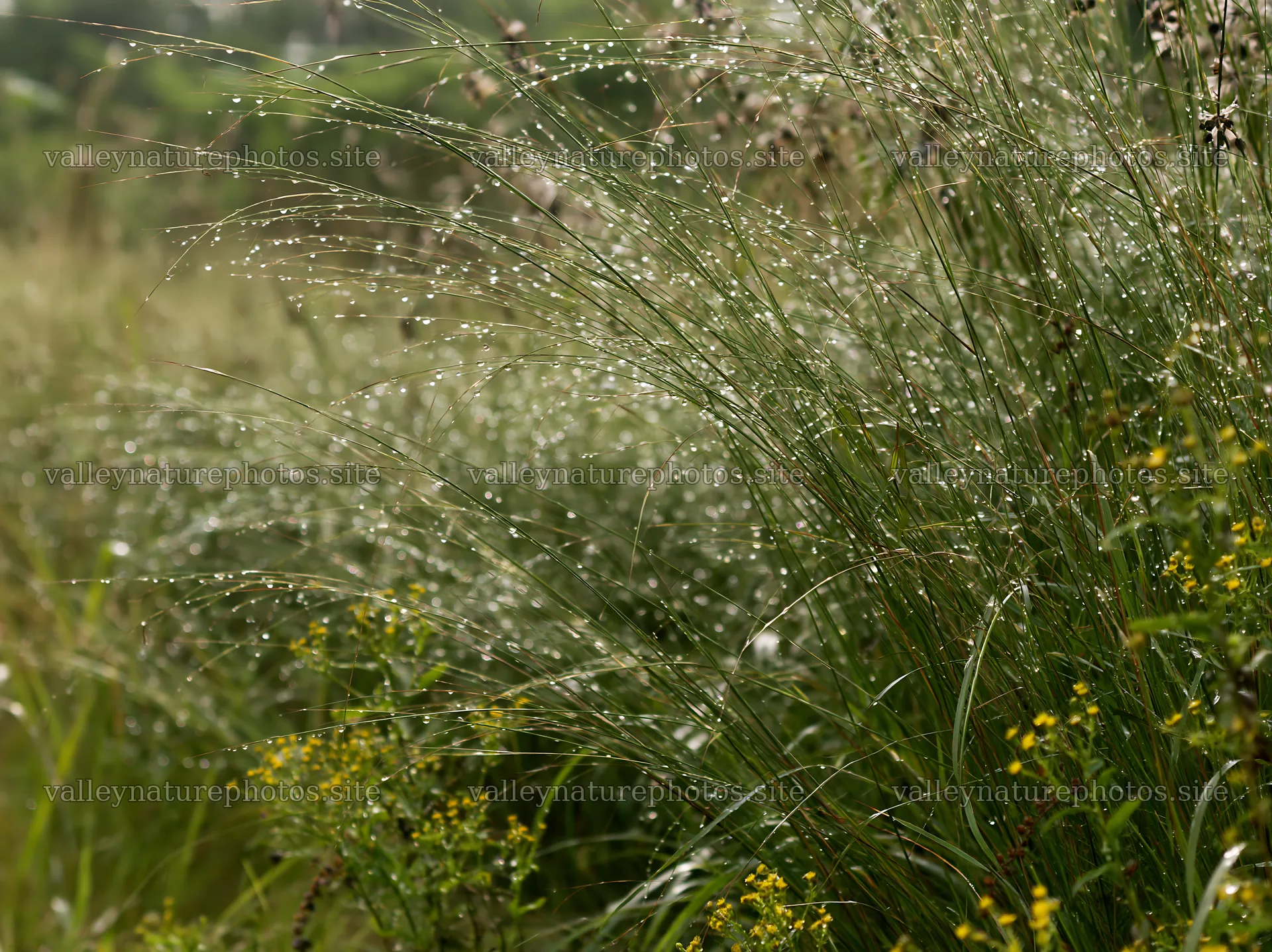 Kochi meadow with rain beads on grasses during monsoon – nature photography 9174x6866