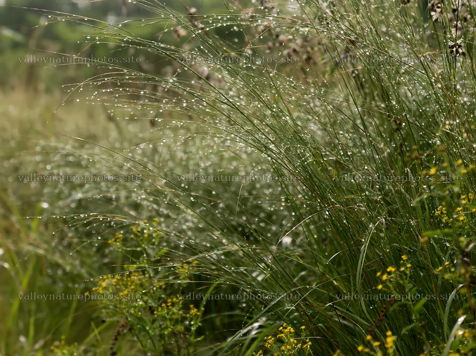 Kochi meadow with rain beads on grasses during monsoon – nature photography 9174x6866
