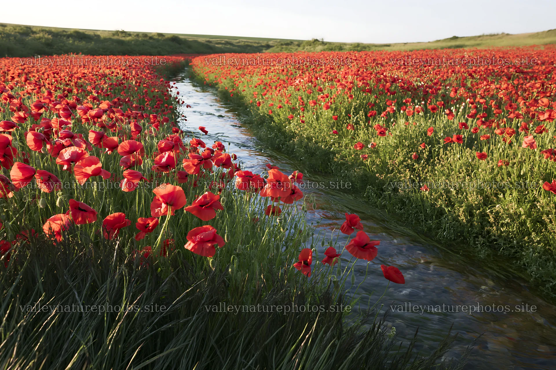 High contrast meadow with watercourse and red poppy flowers – nature photography 9722x6480
