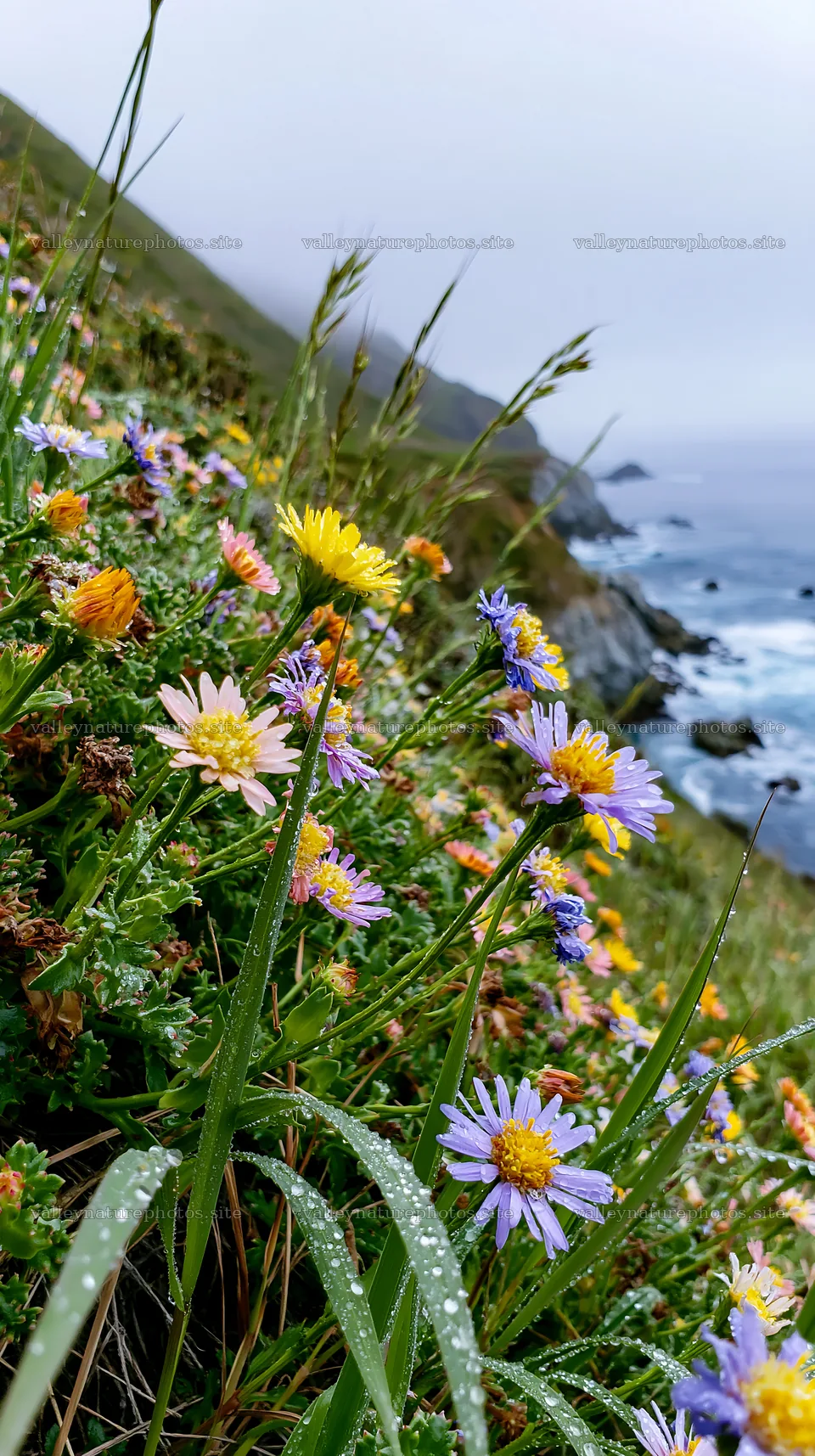 Frosty coastal meadow with flowers near the ocean – nature photography 5938x10608