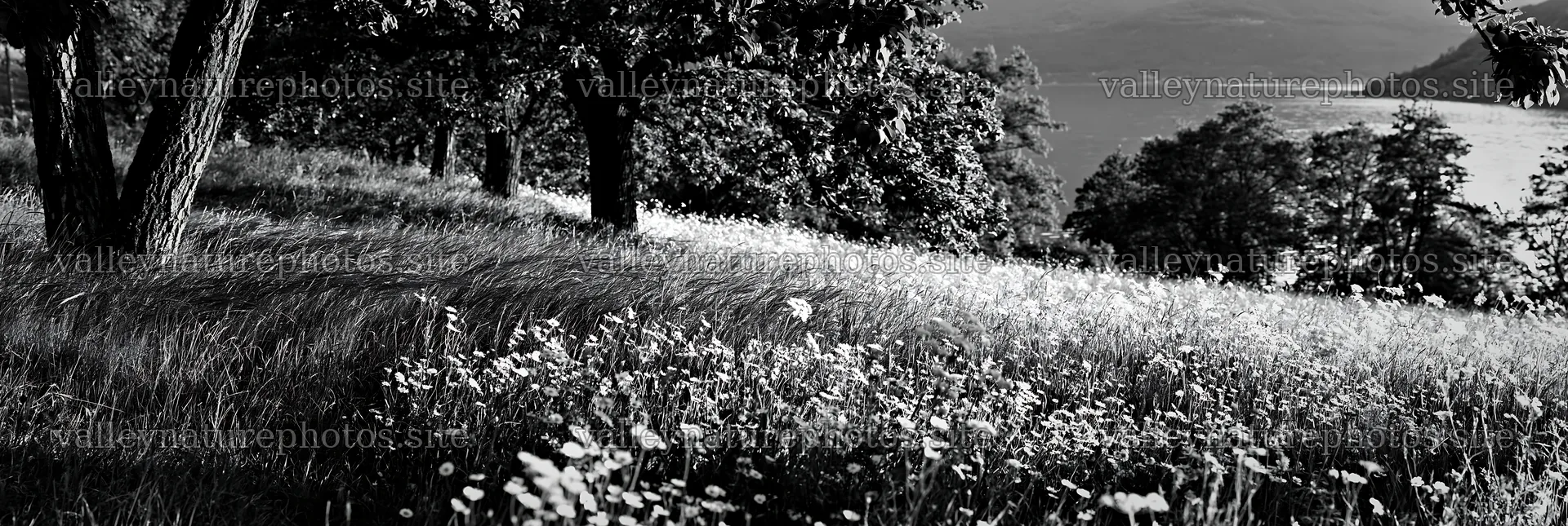 Lakeside orchard meadow with trees and wildflowers – nature photography 13690x4602