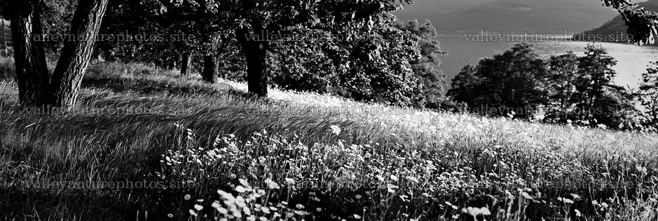 Lakeside orchard meadow with trees and wildflowers – nature photography 13690x4602