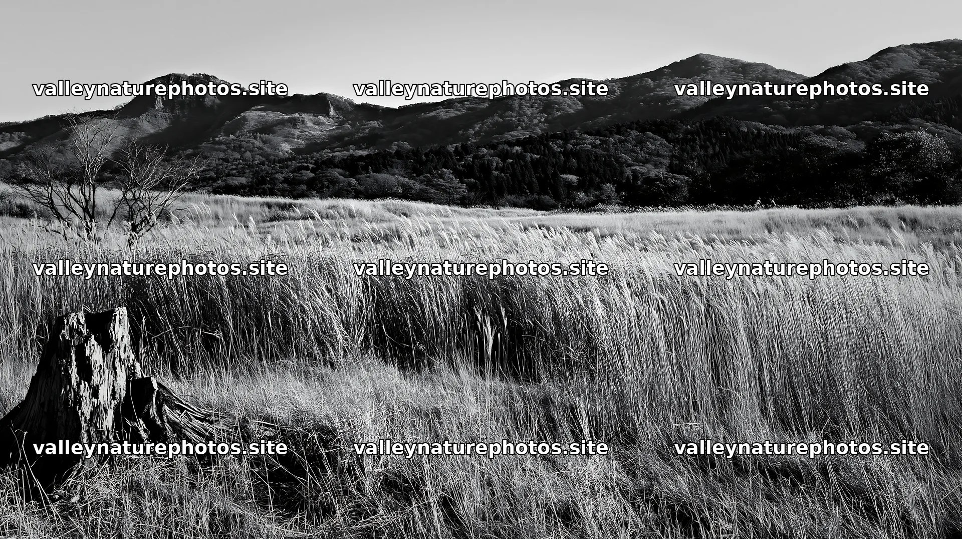 Fukushima native meadow with weathered stump in natural setting – nature photography 10608x5938