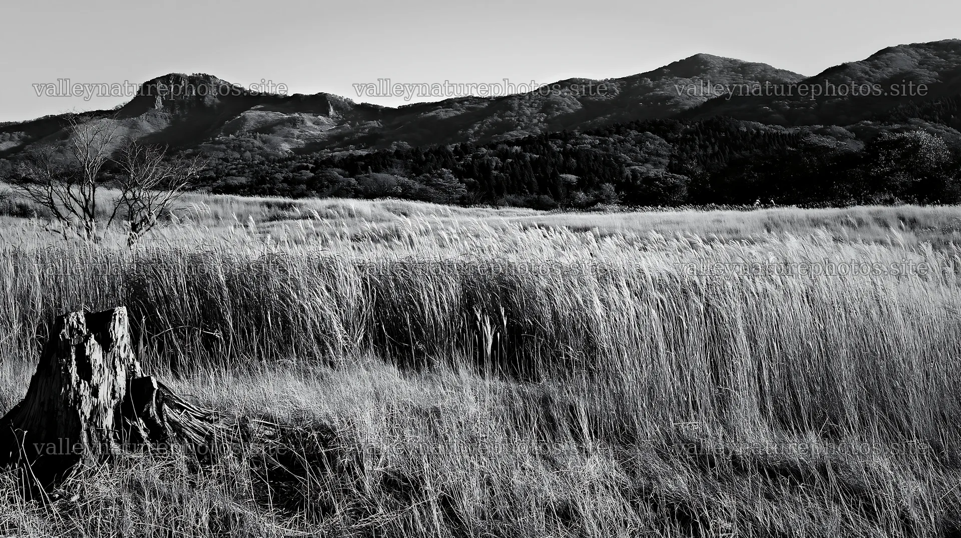 Fukushima native meadow with weathered stump in natural setting – nature photography 10608x5938