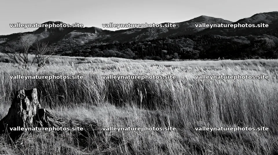 Fukushima native meadow with weathered stump in natural setting – nature photography 10608x5938