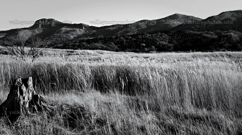 Fukushima native meadow with weathered stump in natural setting – nature photography 10608x5938
