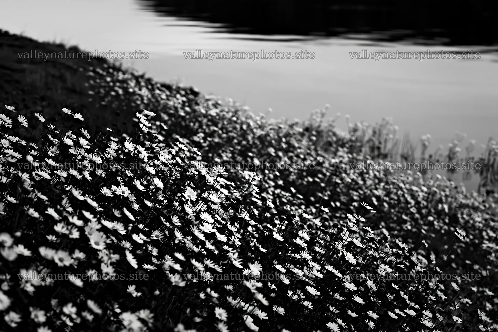 German lakeside meadow with blooming flowers near water – nature photography 9722x6480