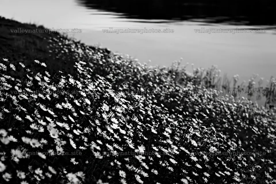 German lakeside meadow with blooming flowers near water – nature photography 9722x6480