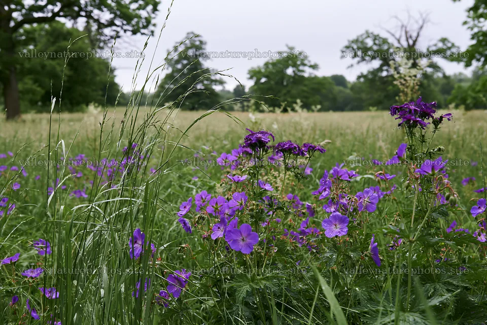 Tall grass meadow with purple flowers and green trees – nature photography 9722x6480