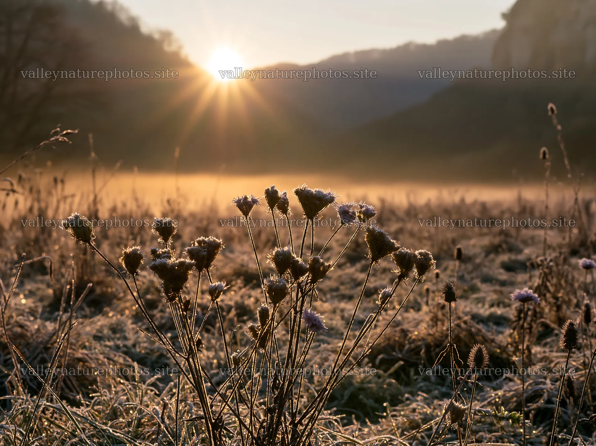 Frosty meadow at sunrise with plants and sunlight – nature photography 9174x6866