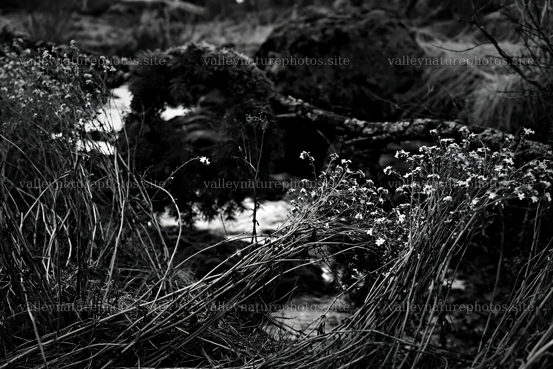 Christmas wreaths beside stream in meadow – nature photography 9722x6480