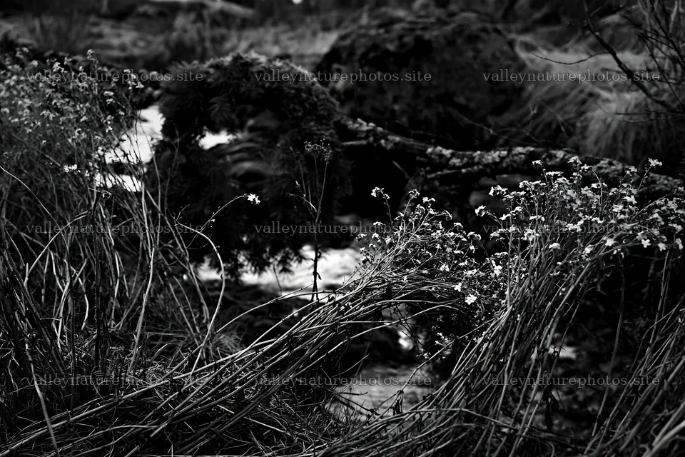 Christmas wreaths beside stream in meadow – nature photography 9722x6480