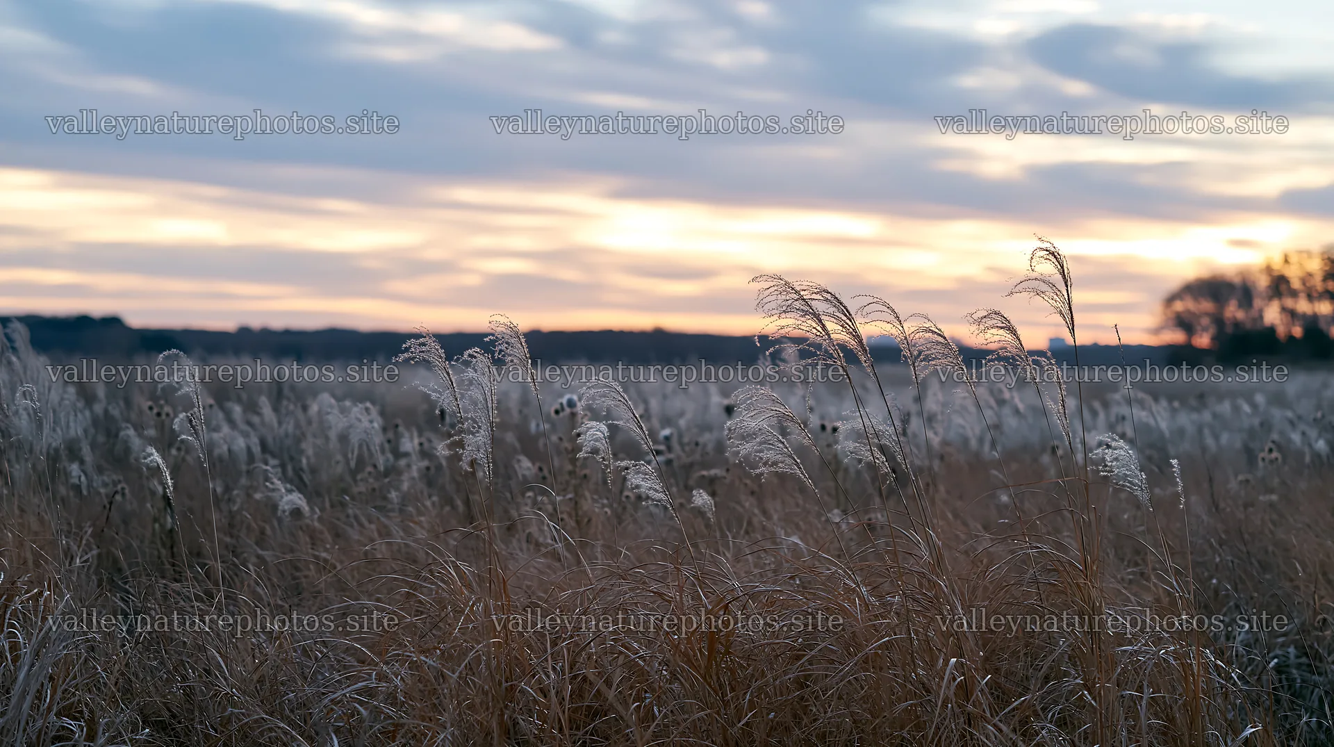 Tokyo urban biodiversity meadow with seedheads at sunset – nature photography 10608x5938