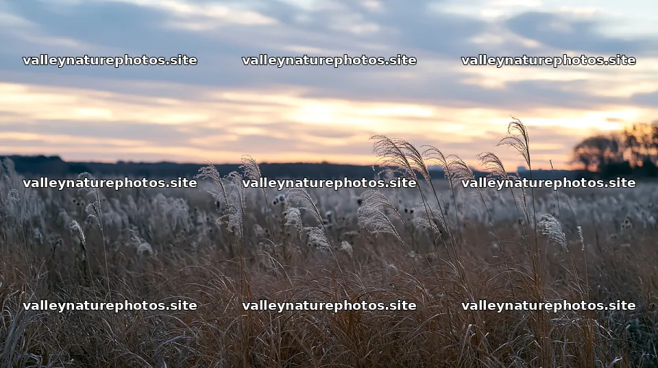 Tokyo urban biodiversity meadow with seedheads at sunset – nature photography 10608x5938
