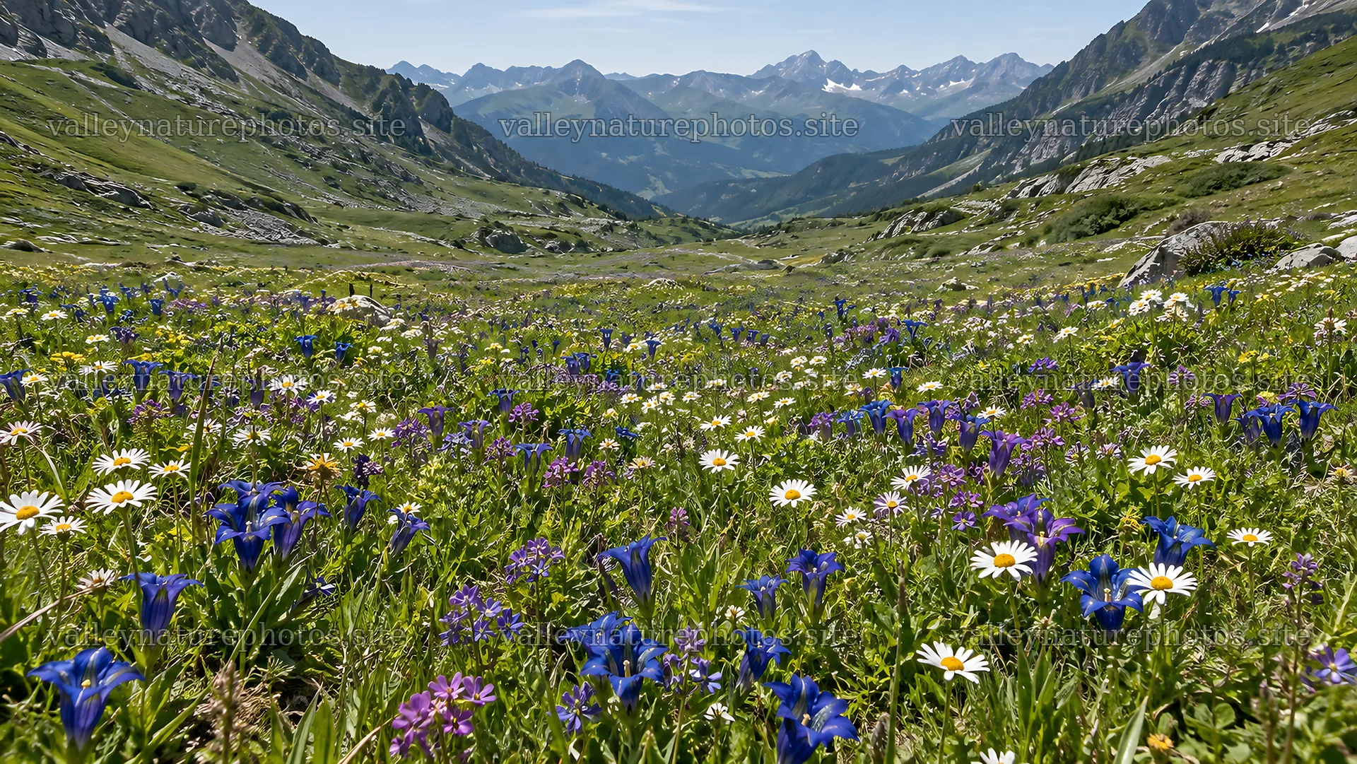 Wildflower Meadow in a Mountain Valley – nature photography 10324x5812
